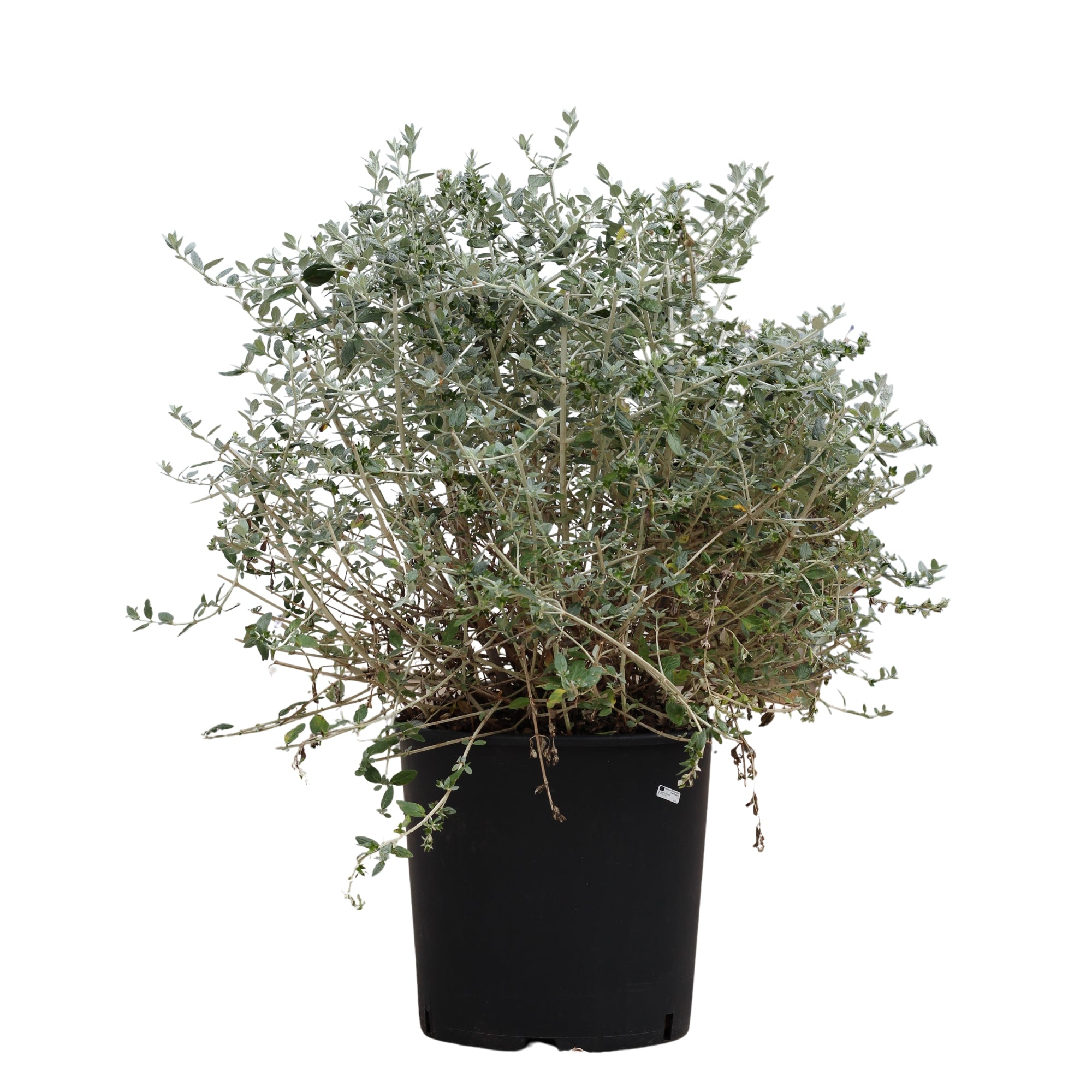 Teucrium